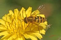 Cjp_2006_07_17_084805 (2).JPG